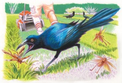 Texquisite Corpse: Great Tailed Grackle